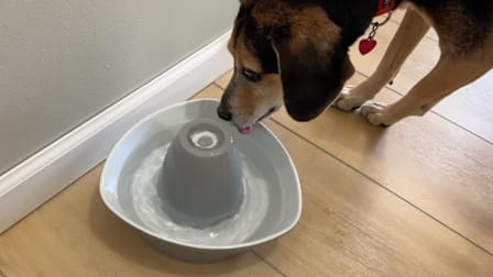 Dog drinking from PetSafe water fountain